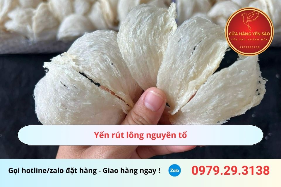 Yến rút lông nguyên tổ