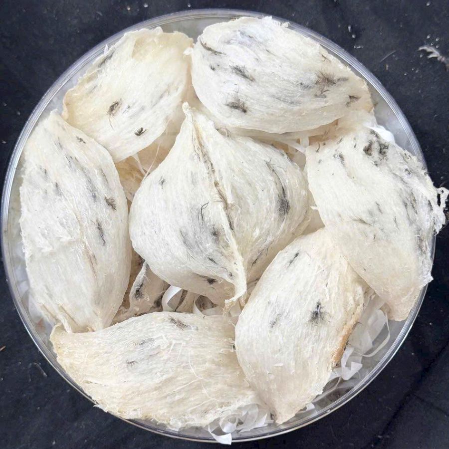 Tổ yến thô